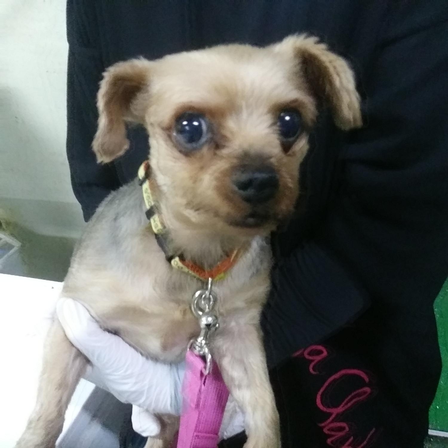 인천광역시수의사회_428351202300725